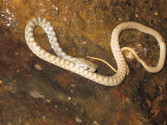 Platyceps rogersi