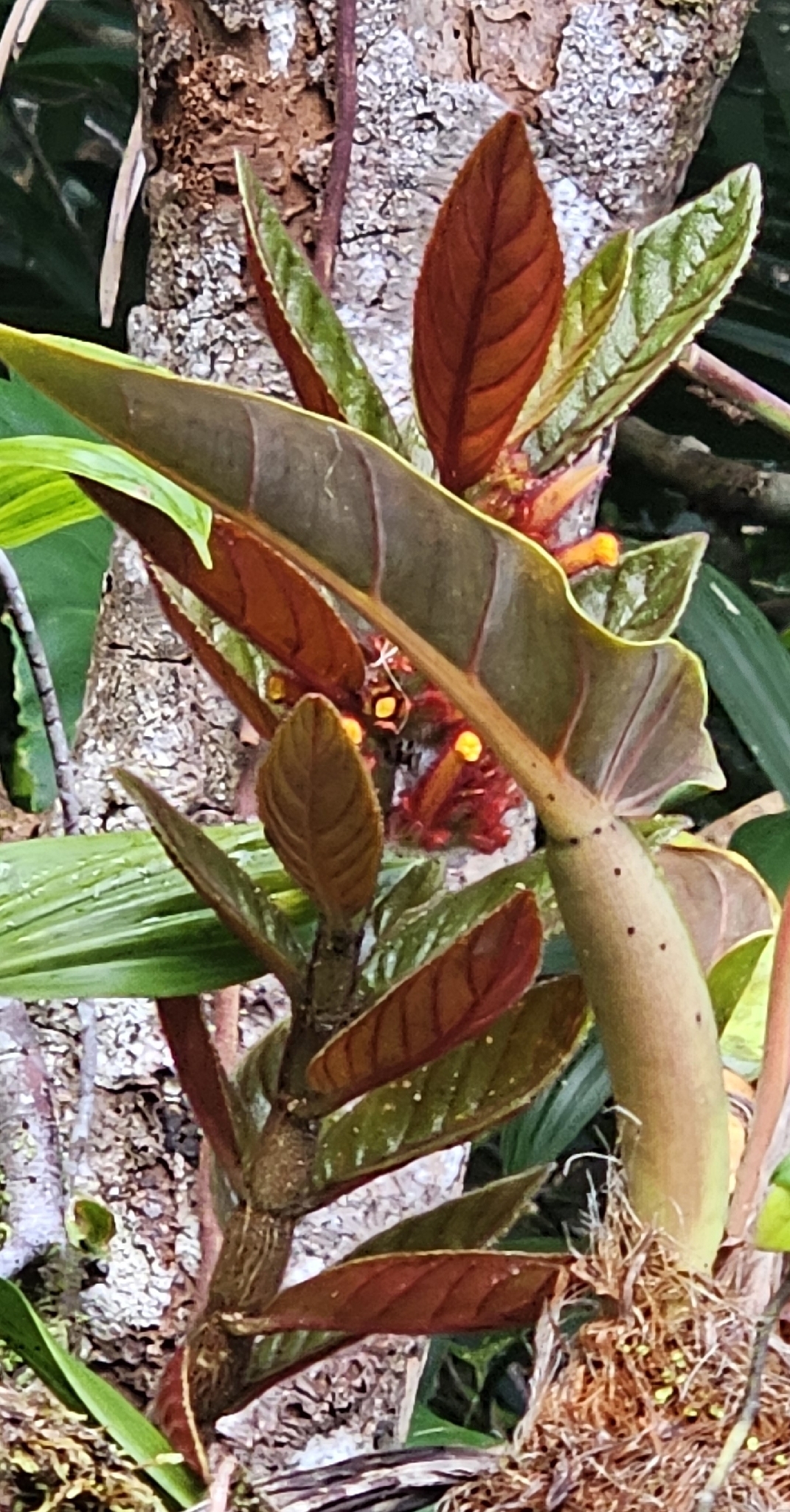 Columnea calotricha Donn.Sm. 2
