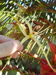 Alcantarea imperialis