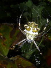 Argiope argentata