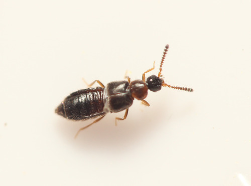 Trichiusa robustula