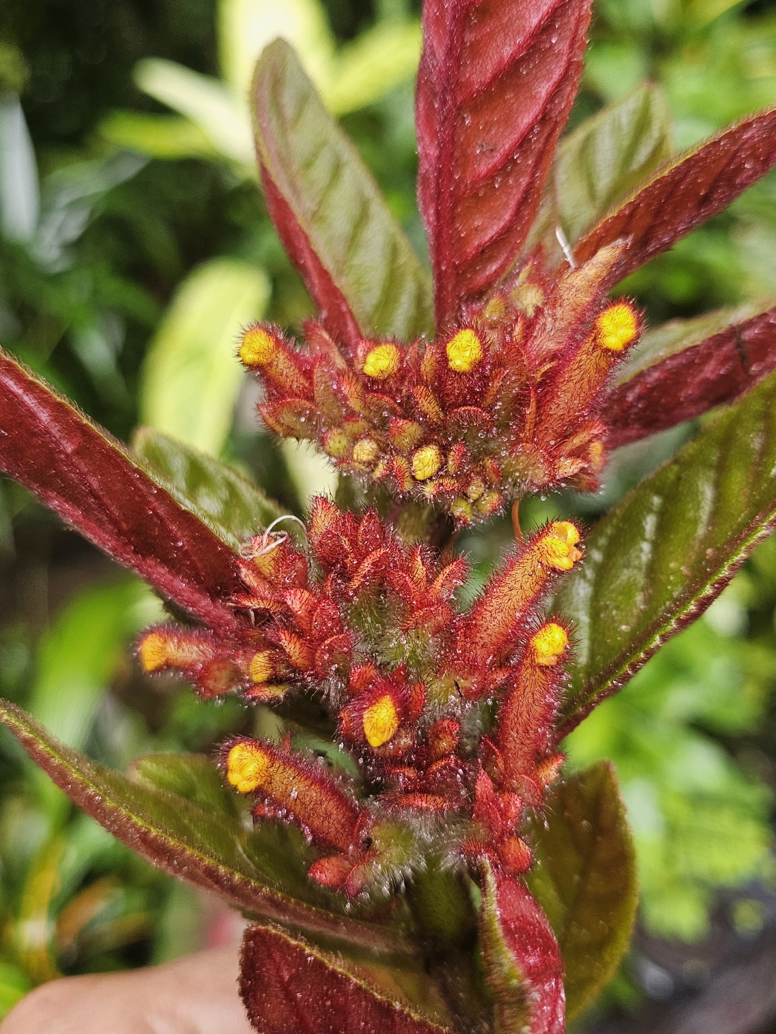 Columnea calotricha Donn.Sm. 3