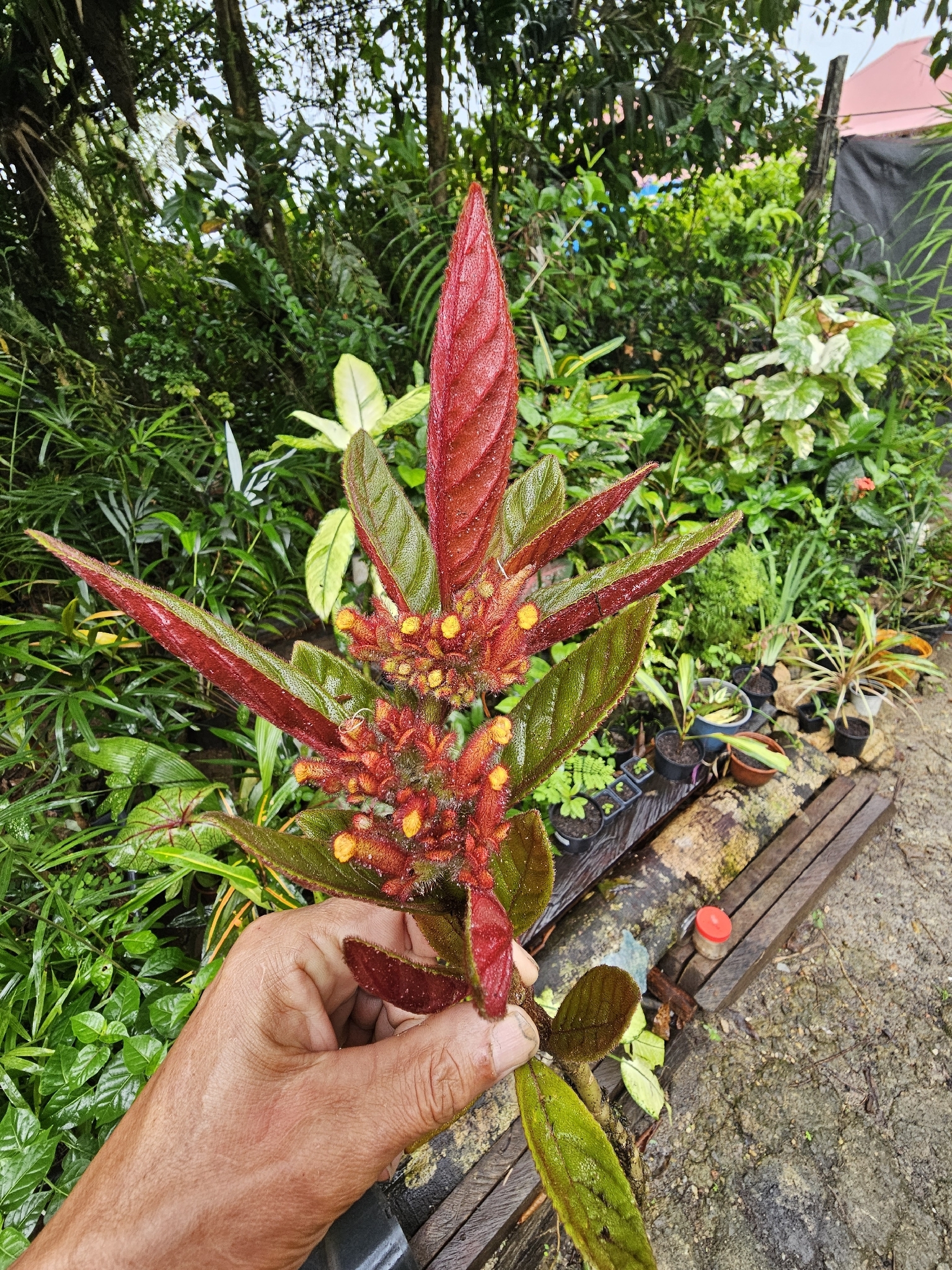 Columnea calotricha Donn.Sm.