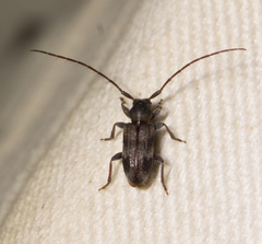 Exocentrus lusitanus