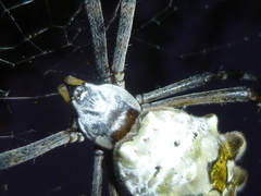 Argiope argentata