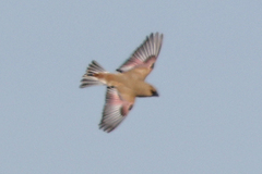 Desert Finch photo 2