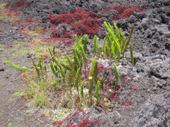 Polypodium pellucidum vulcanicum
