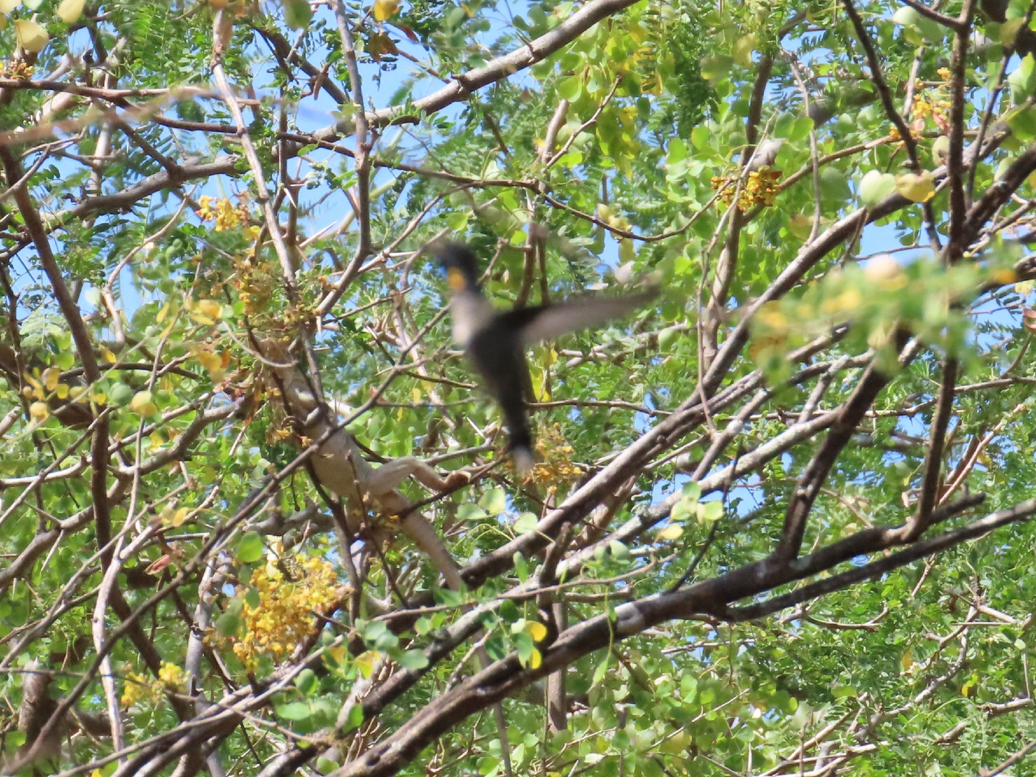Plain-capped Starthroat (Heliomaster constantii), photo 4