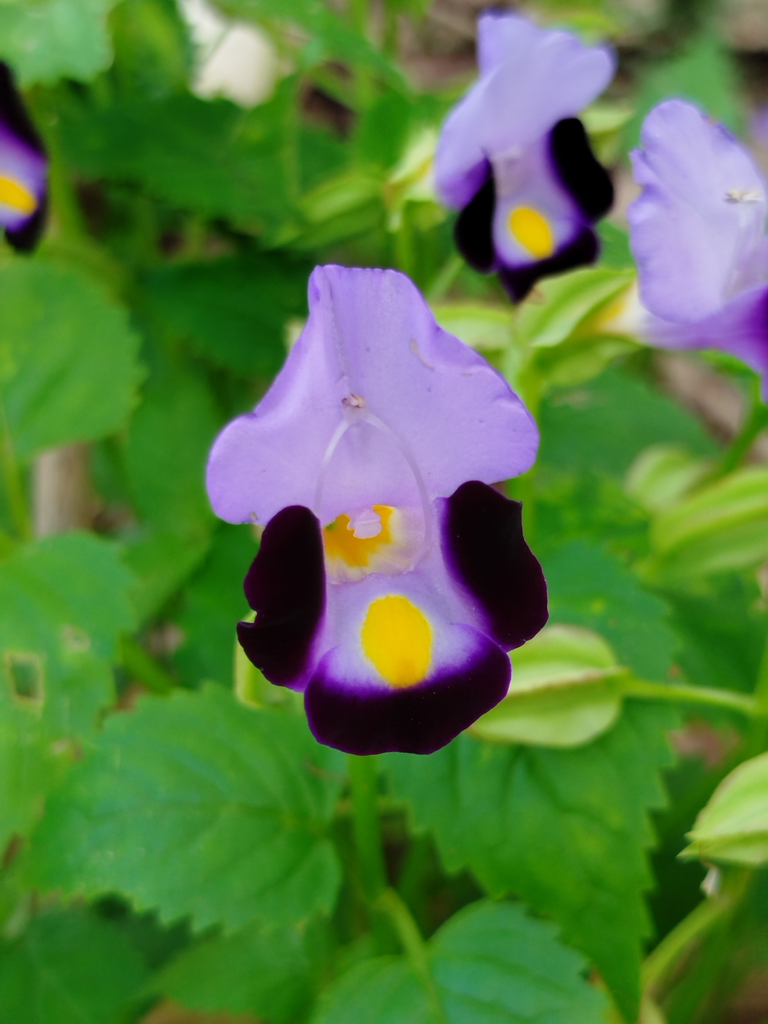 Torenia fournieri