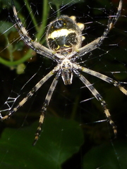 Argiope argentata