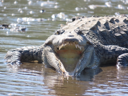 American Crocodile observed by carterdorscht