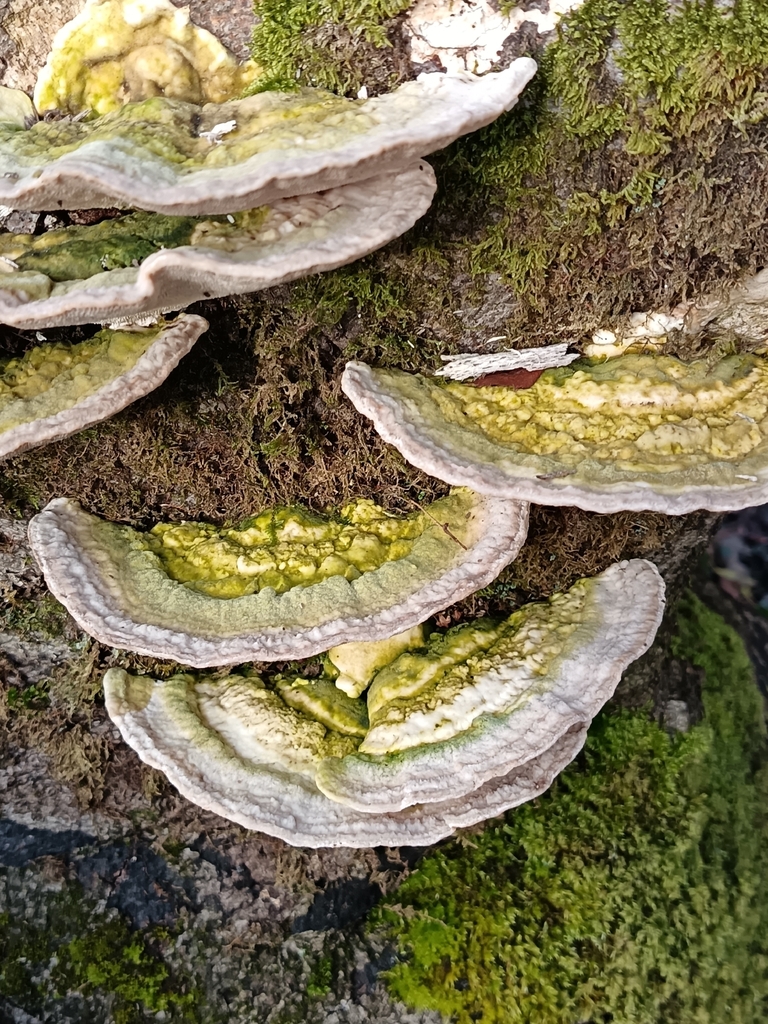 Trametes gibbosa · February 2026 · photo: © unseelie (iNaturalist, cc-by)