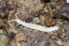 Scolopendrellidae