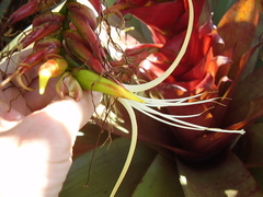 Alcantarea imperialis
