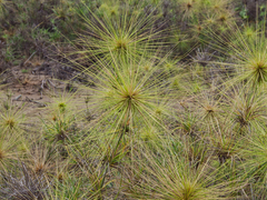 Spinifex