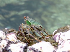 Grapsus albolineatus