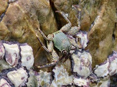 Grapsus albolineatus