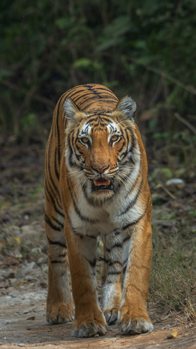 Bengal Tiger