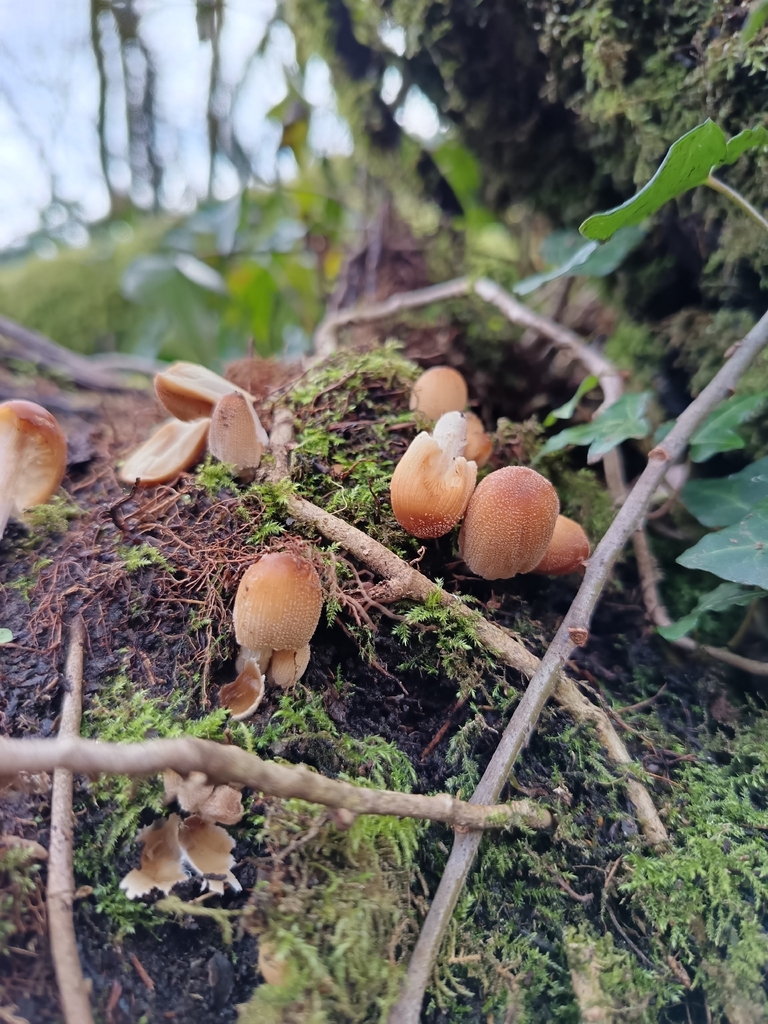 Micacei · February 2026 · photo: © unseelie (iNaturalist, cc-by)