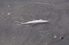 Thaleichthys pacificus