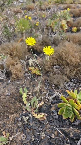 Launaea nudicaulis, photograph 5