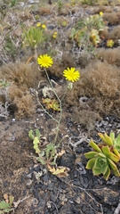Launaea nudicaulis, photograph (c) Christoph Moning, some rights reserved (CC BY)