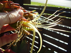Alcantarea imperialis
