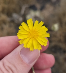 Launaea nudicaulis, photograph (c) Christoph Moning, some rights reserved (CC BY)