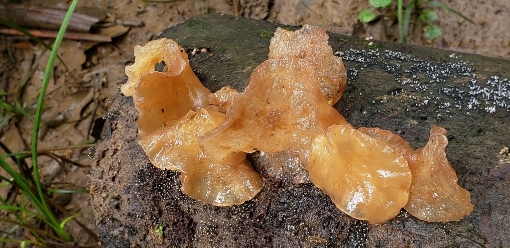Auricularia delicata · February 2020 · photo: © georgemushkal (iNaturalist, cc-by)