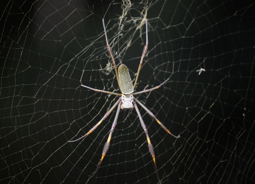 Golden Silk Spider
