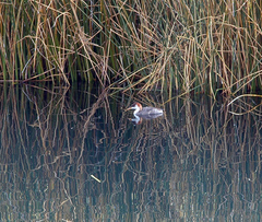 Rollandia microptera