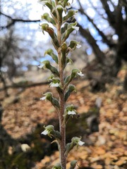 Sarcoglottis schaffneri