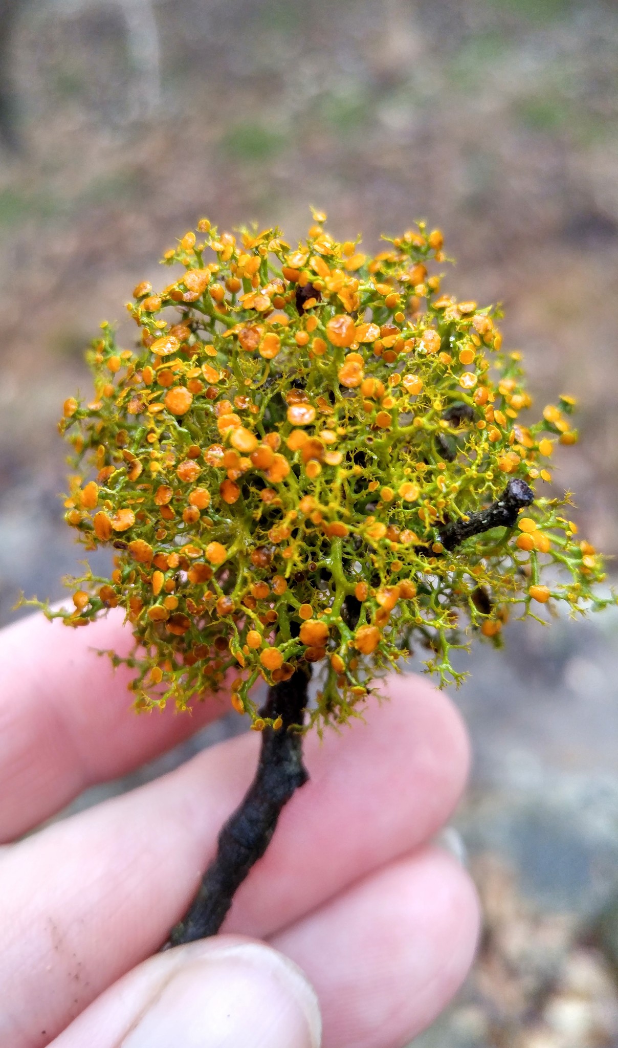 Teloschistaceae image