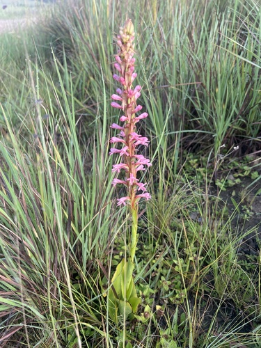 Satyrium macrophyllum observed 2026-02-21