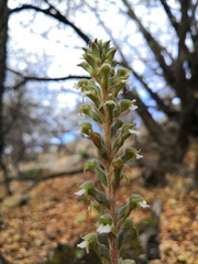 Sarcoglottis schaffneri