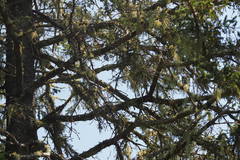 Setophaga ruticilla image
