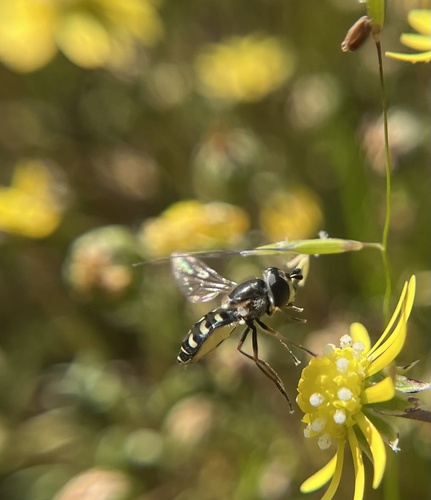 Unknown species found near Cook Ln, Dixon, CA, US