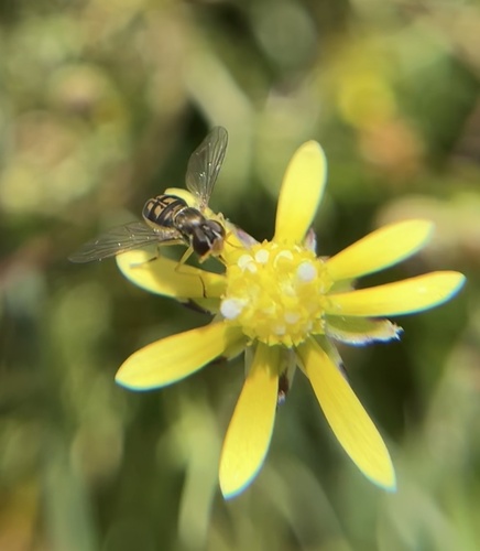 Unknown species found near Cook Ln, Dixon, CA, US