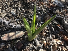 Toxicoscordion exaltatum