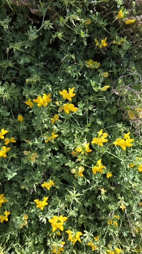 Lotus lancerottensis, photograph 3
