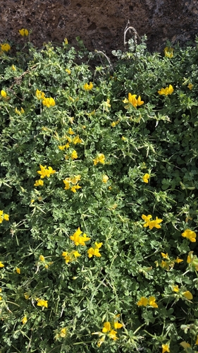 Lotus lancerottensis, photograph 4
