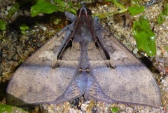 Ischyja inferna