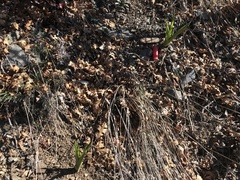 Toxicoscordion exaltatum