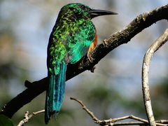 Jacamerops aureus