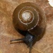 Brittle Button Snail - Photo (c) Neil Ford, some rights reserved (CC BY-NC), uploaded by Neil Ford