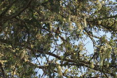 Setophaga ruticilla image