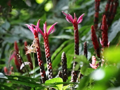Aphelandra sinclairiana