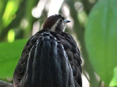 Dromococcyx phasianellus