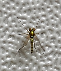 Amblypsilopus psittacinus