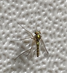 Amblypsilopus psittacinus